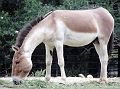 Equus przewalskii